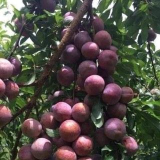 Cây giống mận tam hoa