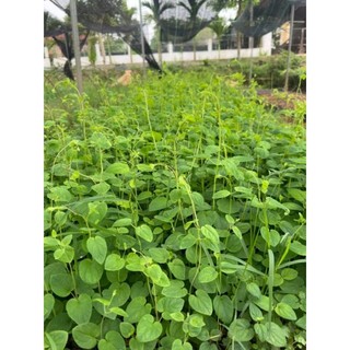 Cây giống đẳng sâm