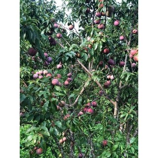 Cây giống mận tam hoa (mận bắc hà)
