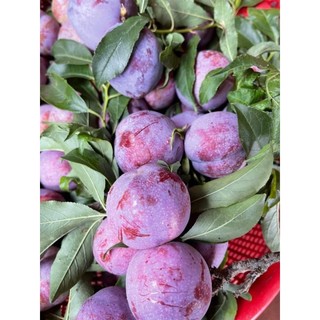 Cây giống mận tam hoa (mận bắc hà)