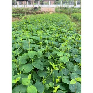 Cây giống đẳng sâm