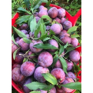 Cây giống mận tam hoa (mận bắc hà)