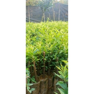 Cây giống mận tam hoa (mận bắc hà)