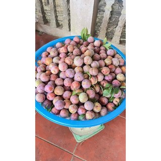 Cây giống mận tam hoa (mận bắc hà)