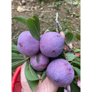 Cây giống mận tam hoa (mận bắc hà)