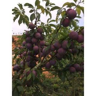Cây giống mận tam hoa (mận bắc hà)