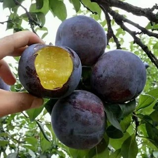 Cây giống mận đen Sa Pa