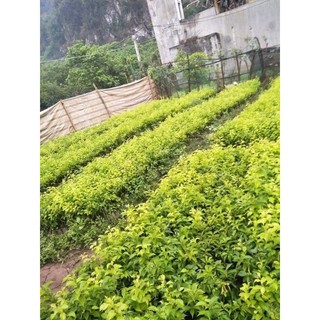 Cây giống mận đen Sa Pa ( siêu trái)