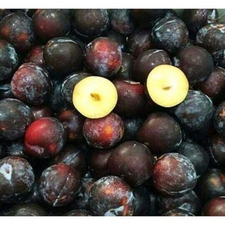 Cây giống mận đen Sa Pa ( siêu trái)