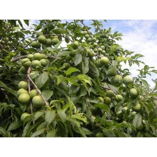 Cây giống mận đen Sa Pa ( siêu trái)