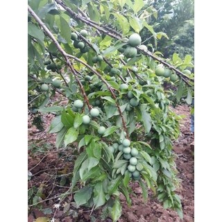 Cây giống mận đen Sa Pa ( siêu trái)