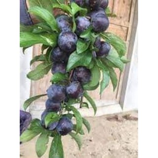 Cây giống mận đen Sa Pa ( siêu trái)