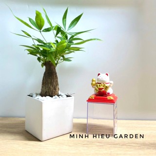 Cây kim ngân chậu sứ để bàn mang nhiều may mắn tài lộc