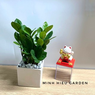Cây kim tiền chậu sứ trắng vuông mang may mắn tài lộc