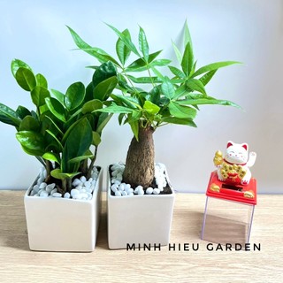 Combo Kim Ngân Kim Tiền (chậu vuông)