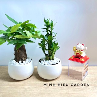combo hai chậu cây kim ngân và phát tài trang trí nội thất