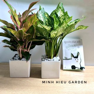 Combo ngọc ngân phú quý chậu sứ vuông trang trí nhà cửa, văn phòng làm việc