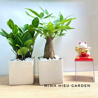 Combo Kim Ngân Kim Tiền