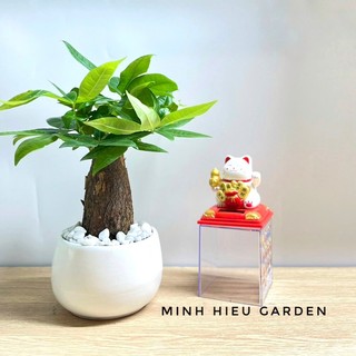 Cây kim ngân phong thủy chậu sứ tròn