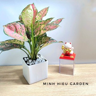 Cây vạn lộc chậu sứ vuông trang trí nội thất