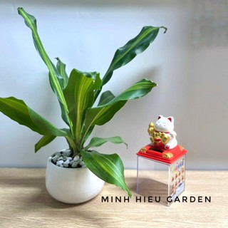 Cây thiết mộc lan nhỏ để bàn trang trí nội thất
