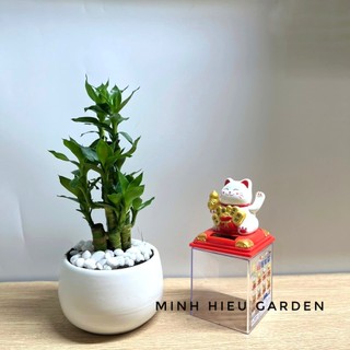 Cây phát tài chậu sứ tròn để bàn dễ chăm sóc