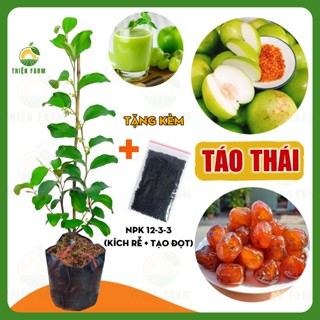 Cây Táo Thái THIỆN FARM 60cm, giòn ngọt mọng nước, cây trồng chậu, trồng thùng xốp, trồng ban công