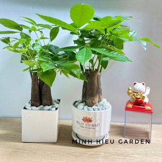 Cây kim ngân tam lộc chậu sứ