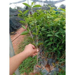 Cây giống mộc hương ta hoa vàng cao 30 40 cm