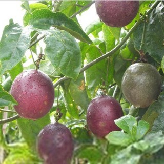 10gram hạt giống chanh dây tím