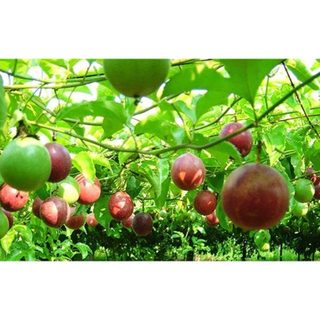 10gram hạt giống chanh dây tím