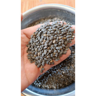 10gram hạt giống chanh dây tím