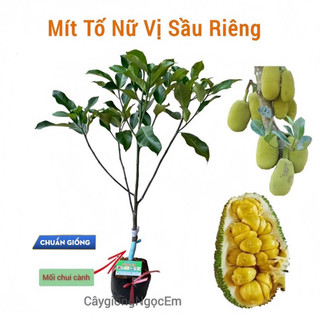Mít tố nữ vị sầu riêng Đài Loan 1 mét , chuẩn giống- siêu thơm, trồng 1 năm có trái
