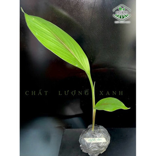 Cây giống nghệ đen
