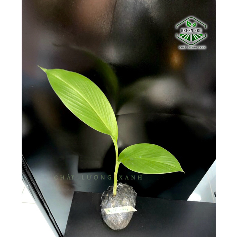 CÂY GIỐNG NGHỆ TRẮNG (Nghệ độc thân, ngải trắng…)