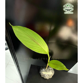 CÂY GIỐNG NGHỆ ĐEN (giống chuẩn)