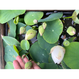 Củ sen mini Bạch Ngọc