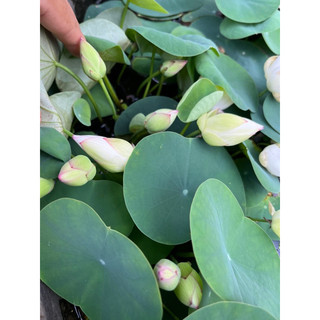 Củ sen mini Bạch Ngọc