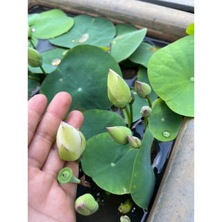 Củ sen mini Bạch Ngọc