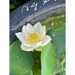 Củ sen mini Bạch Ngọc