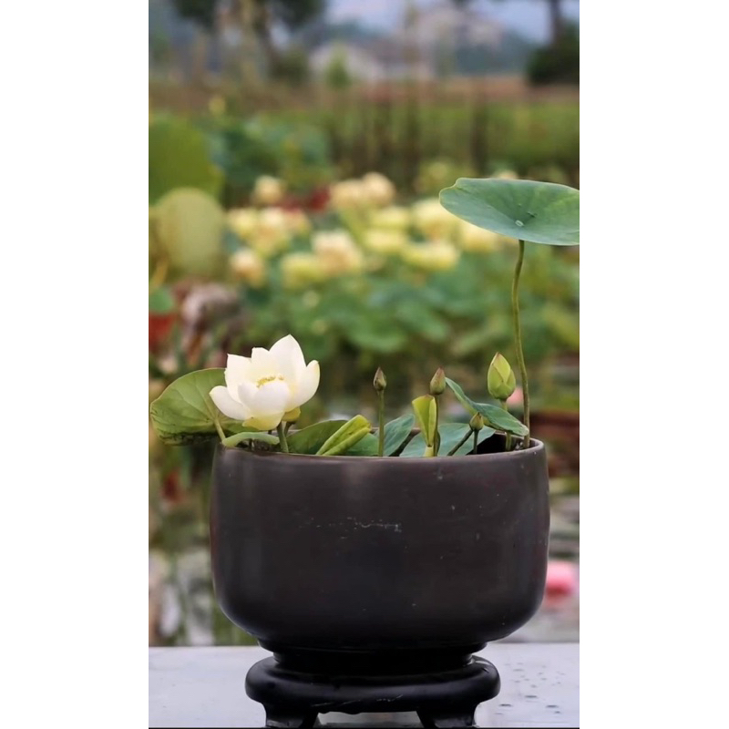 Củ sen mini Bạch Ngọc
