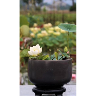 Củ sen mini Bạch Ngọc