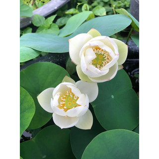 Củ sen mini Bạch Ngọc