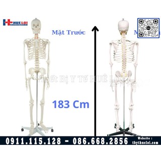 Mô hình giải phẫu xương hueloi 183cm nhựa pvc cao cấp