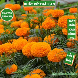 Hạt giống hoa vạn thọ cam Thái Lan bông to 10 đến 12cm hạt cúc vạn thọ chuẩn F1 trồng tết nảy mầm cao Hạt giống Chidida