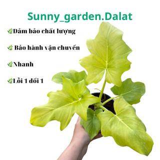 Chậu cứng Philodendron selloum gold - Thanh xuân vàng