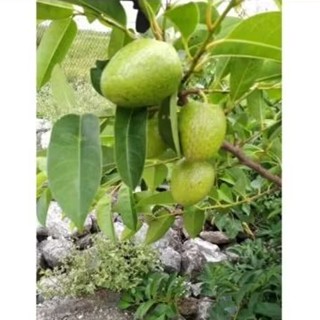 1 kg trái bình bát ( có đơn mới hái )