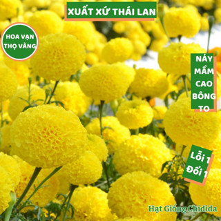  Hạt giống hoa vạn thọ Thái Lan bông vàng to 8 đến 10cm hoa trồng tết cúc vạn thọ chuẩn F1 nảy mầm cao Hạt giống Chidida 