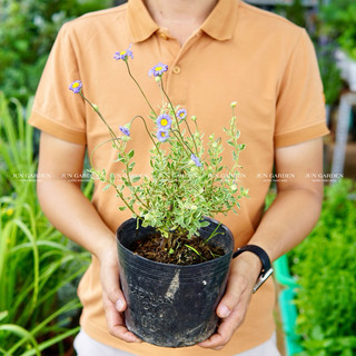 Cúc xanh nhí lá var jun garden