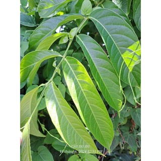 Lá bằng lăng tươi có nhánh, gói 1kg
